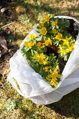 Yellow-flowering winter aconites (Eranthis hyemalis) in white plastic bag