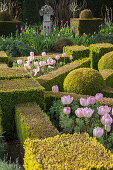 Pink tulips amongst clipped box hedges
