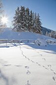 Animal tracks in snow below sunny sky