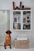Dog sitting below collection of whiskies in wall-mounted cabinet