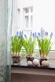 Grape hyacinths on a window sill decorated with eggs, vintage style