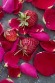 Strawberries on rose petals