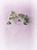 Fresh chervil