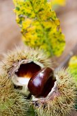 Chestnuts on a sprig with leaves