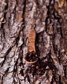 Cloves with a wooden spoon on a piece of bark