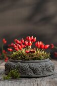 Rose hips and moss in a stone bowl on a wooden table
