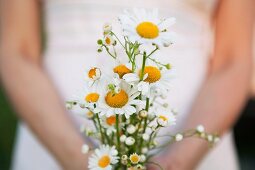 Posy of white chamomile