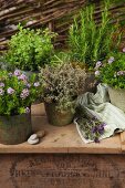 Various herbs in vintage containers on surface outdoors
