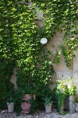 Potted plants at base of façade covered in vine