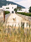 Blick von Strasse auf Hund auf Zufahrt, im Hintergrund mediterrane Anlage in Weiß