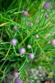 Blossoming Chives Growing Outdoors