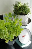 Basil plant next to thyme in white pot on vintage-style kitchen scales