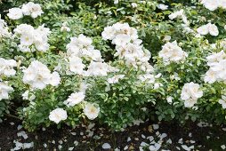 White-flowering roses in garden