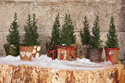 Koniferen in selbstgestalteten winterlichen Pflanztöpfen