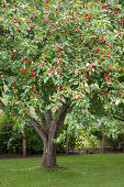 Apfelbaum mit roten Äpfeln im Garten