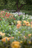 Blühende Dahlienbeete in Gartenanlage mit weißer Baumbank im Hintergrund