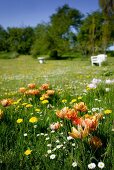 Orange tulips, dandelions and daisies growing in flowering spring meadow