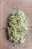 Radish sprouts on a wooden surface