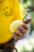 A hand holding a freshly picked lemon