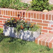 Shrub verbena planted in hand-made concrete trough in front of brick wall