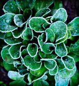 Feldsalat, mit Frost bedeckt