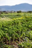 Kale in the field