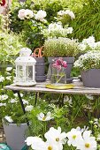 weiße Cosmea und Kräuter in grauen Tontöpfen auf der Terrasse