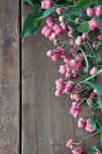 Pink spindle seed pods on wooden surface