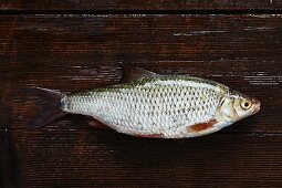 A freshly caught roach on a wooden board