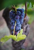 Nerello Mascalese grapes, Sicily, Italy