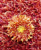 Orange flower on orange woollen rug