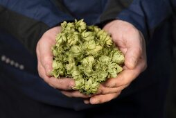 Hands holding hops umbers