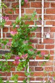 Honeysuckle growing over trellising on brick wall