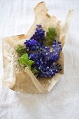 Purple grape hyacinths wrapped in vintage paper