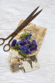 Still-life arrangement of vintage scissors, grape hyacinths and black and white photo on yellowed paper