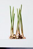 Young galangal with shoots