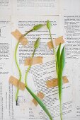 Tulip bids stuck on wall papered with book pages with tape
