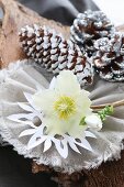 Original Christmas arrangement of white hellebore and silver and white pine cones on bark