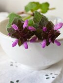 Purple wild flowers on a ceramic bowl (close-up)