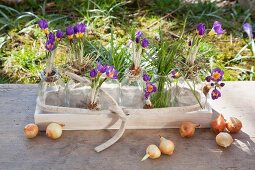 Purple crocuses in glass bottles and wooden dish