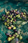 Oliven im Sammelnetz