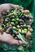 Hände halten frisch geerntete Oliven