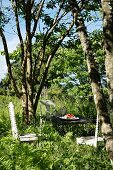 Seating area in garden surrounded by ferns and shaded by trees