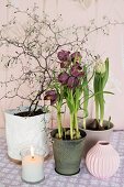 Lit candle in front of snake's head fritillaries, tulips and flowering branches planted in pots