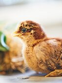 Quail chick