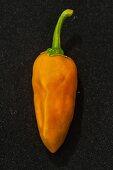 An orange 'Aji Rojo' chilli pepper