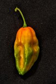 A Bhut Jolokia chilli (very spicy chilli pepper)