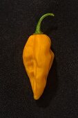 A Fatalii chilli pepper