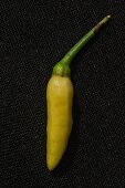 A Kanthari chilli pepper