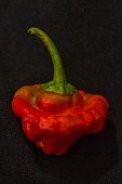 A Red Cap Mushroom chilli pepper